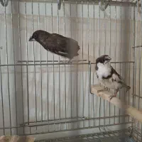 جفت فنچ بنگالی