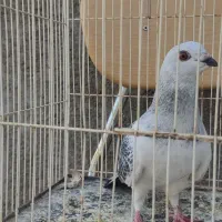 جوجه کبوتر