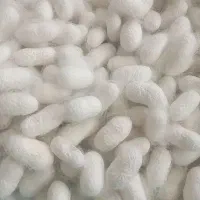 پیله ابریشم