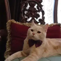 واگزاری گربه بریتیش نر ۵ میلیون  یکساله