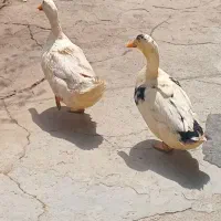 دوعدد اردک نر|حیوانات مزرعه|آبسرد, |دیوار