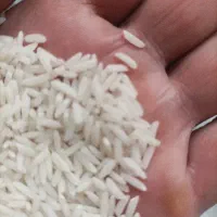 فروش برنج هاشمی محصول مزرعه خودم