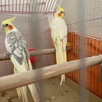 پرنده مولد