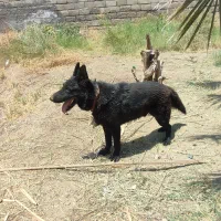 سگ ژرمن بلک