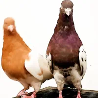 نروماده کله