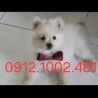 012.1002.481 سیم کارت رند