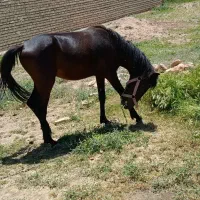 فروش اسب تازه سواری شده