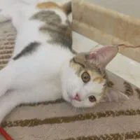 واگذاری رایگان گربه