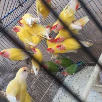 کوتوله برزیلی و مرغ عشق های دستی مولد