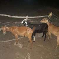 ۳عدد بزعاوس مخصوص داشت