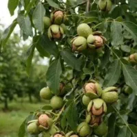 خریدار گردو با پوست واگذاری پوست سبز گردو رایگان