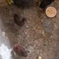 جوجه لری بزرگ