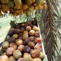 رطب برحی