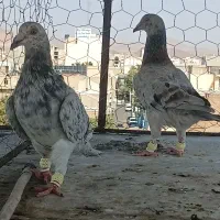 یه جفت هفرگ خطی اصل
