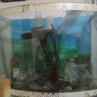 آکواریوم شیشه خم