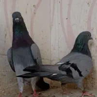 جفت کبوتر  سبز پرشی بهترین نسل