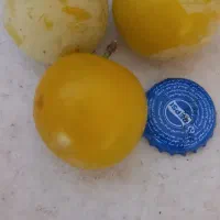 آلوسیاه شابلون  وشاهتوت وآلوزرد