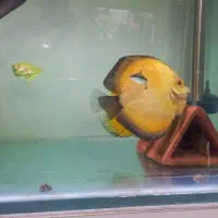 دیسکس جفت تخم گذار