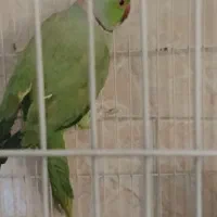 پرنده