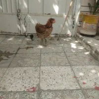 مرغ جوان بومی با سه تا جوجه