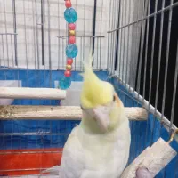 عروس هلندی ماده