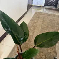 فیلودندرون و فیکوس