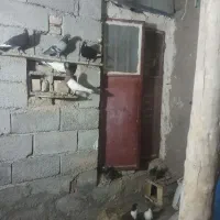 کبوتر فروشی کله سینه چنتای دیگه