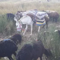 الاغ ماده کره نر گله ای