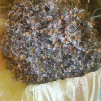 فروش گل بابونه دهدشت
