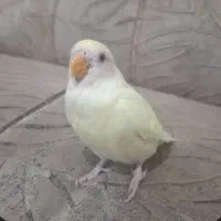 طوطی برزیلی گمشده