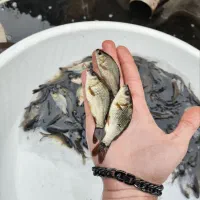 مجموعه آبزی پروری فهیمی کپور