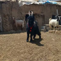 فروش بز