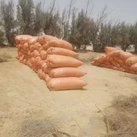 کاه جوامسال بدون خاک