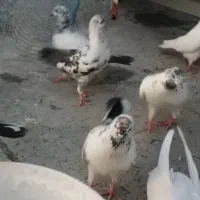 کبوتر تیر ماهی