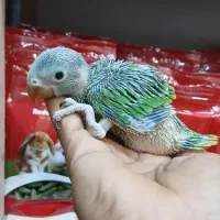 جوجه ملنگو سرلاکی