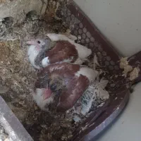 فروش چند جفت کفتر شهری باجوجه و تخم