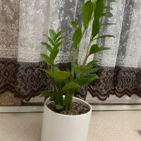گل کاملا شاداب
