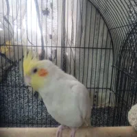 عروس هلندی نر اماده لوتینوعروس هلندی مرواریدی جفت