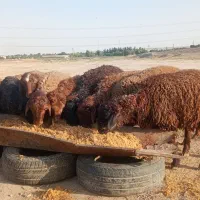 بره|حیوانات مزرعه|باقرشهر, |دیوار