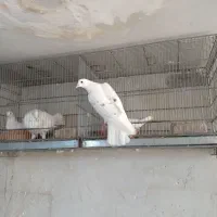 کفتر