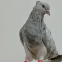 کله الماسی نر مست تازه تیزه تخت کرده