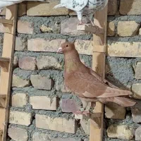 کود کفتر هفت هشت کیسه هست
