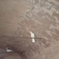 کبوتر جفت