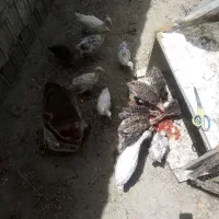 فروش 16 عدد بوقلمون 2ماهه