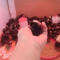جوجه آمروک ۱ ماهه وارداتی در کرج نژاد اصل