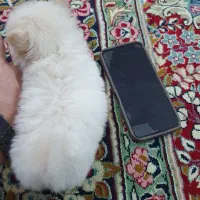 سگ پامرانین خرسی