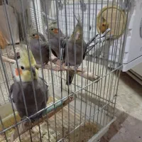 عروس هلندی