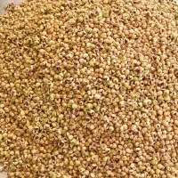 انجیره درجه یک استهبان