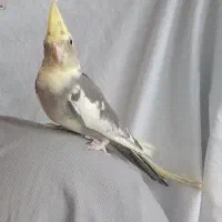 عروس هلندی نر با وسایل