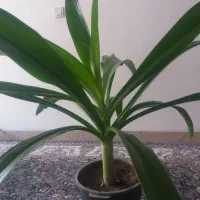 گل سوسن|گل و گیاه طبیعی|حمیدیا, |دیوار